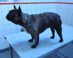 Toos,franse bulldog, 2 jr, was verlamd. Door fysiotherapie bij Cynthia van Noordenne liep ze weer. Hierna acupunctuur.